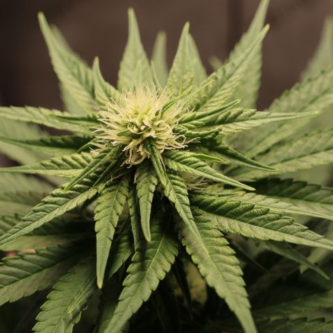 Hindu Kush growlog timeline photo