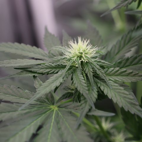 Hindu Kush growlog timeline photo
