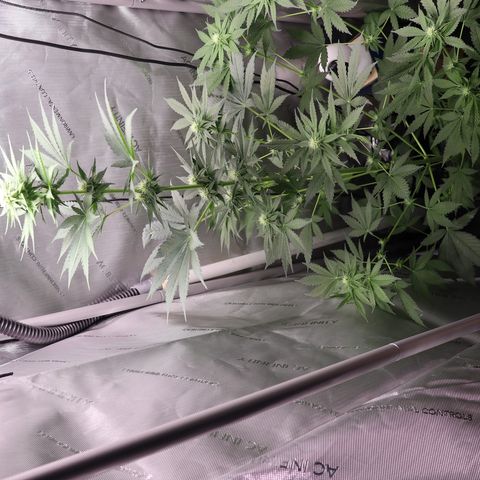 Hindu Kush growlog timeline photo