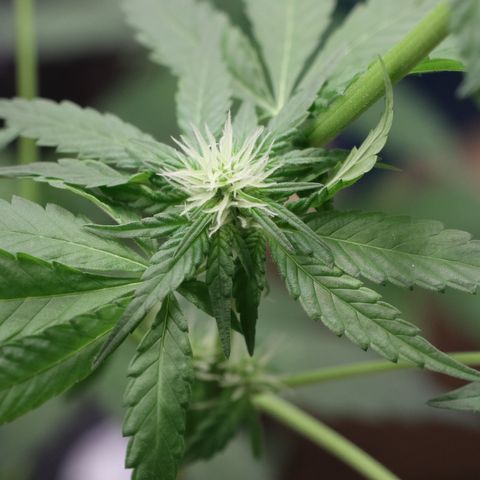 Hindu Kush growlog timeline photo