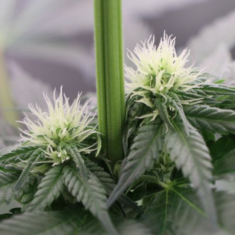 Hindu Kush growlog timeline photo