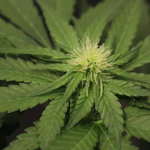 Hindu Kush growlog timeline photo