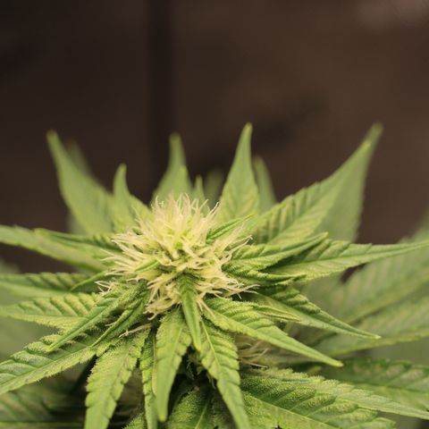 Hindu Kush growlog timeline photo