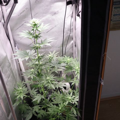 Hindu Kush growlog timeline photo