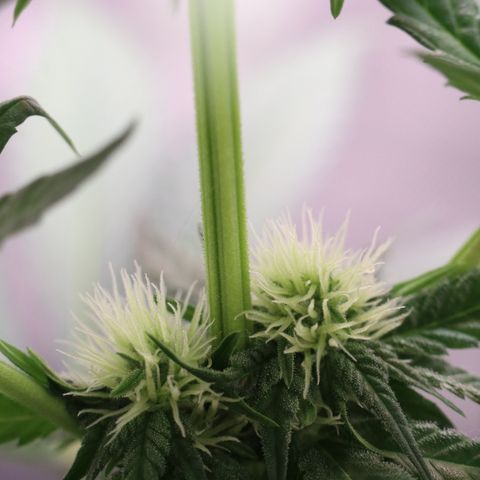 Hindu Kush growlog timeline photo