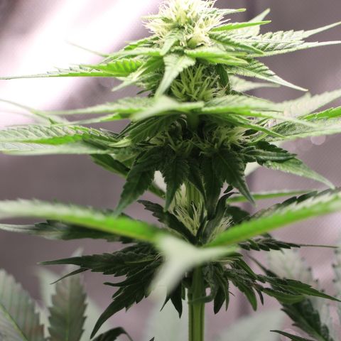 Hindu Kush growlog timeline photo