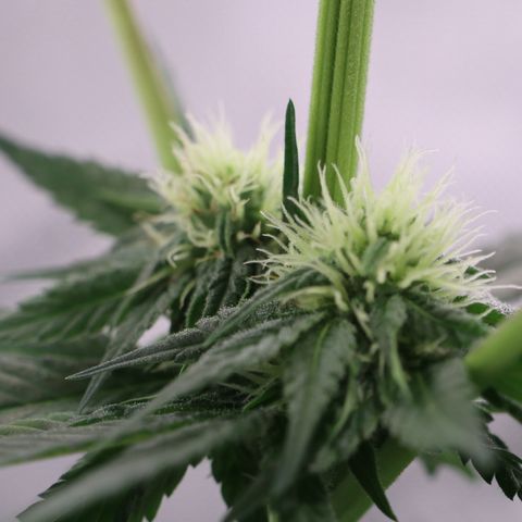 Hindu Kush growlog timeline photo