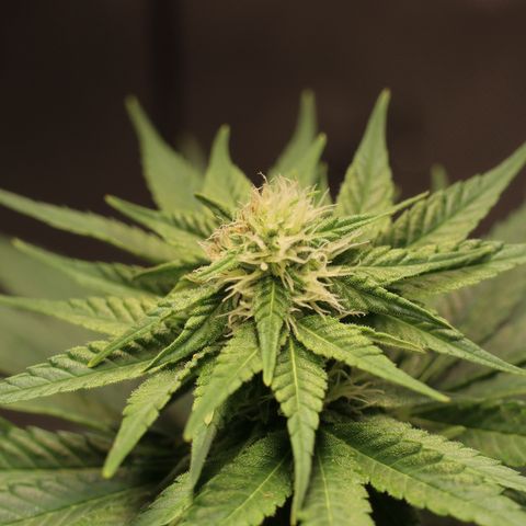 Hindu Kush growlog timeline photo