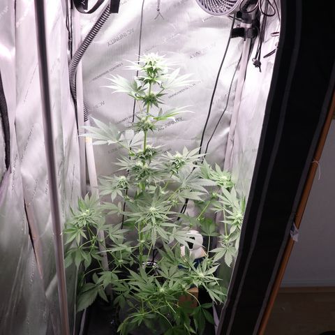 Hindu Kush growlog timeline photo