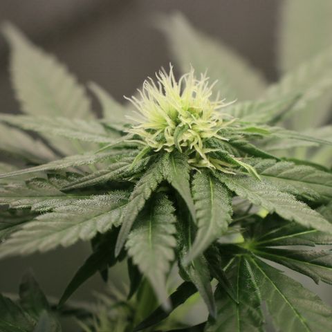 Hindu Kush growlog timeline photo