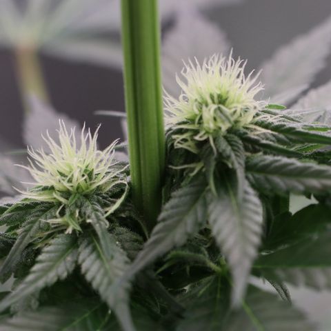 Hindu Kush growlog timeline photo