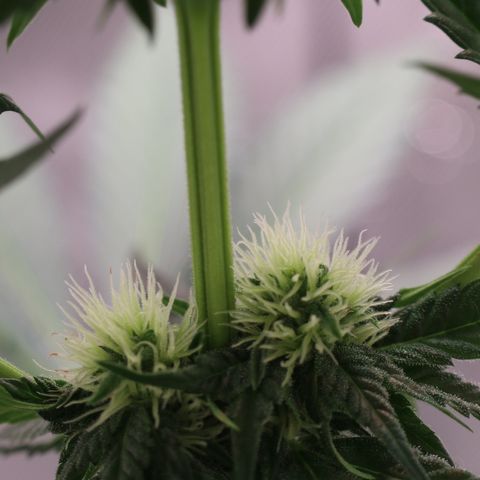 Hindu Kush growlog timeline photo