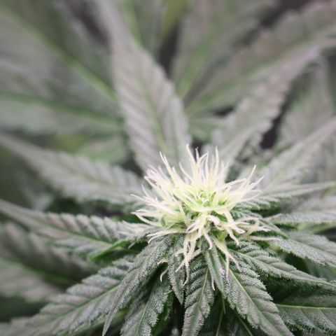 Hindu Kush growlog timeline photo