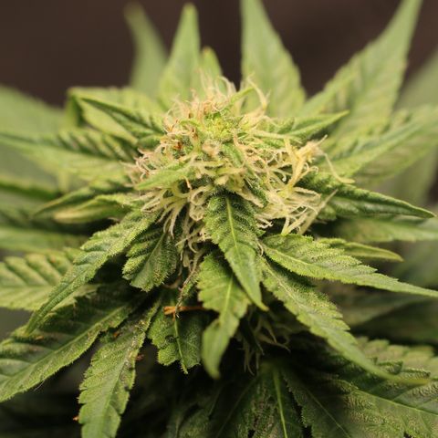 Hindu Kush growlog timeline photo