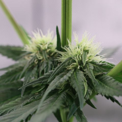Hindu Kush growlog timeline photo
