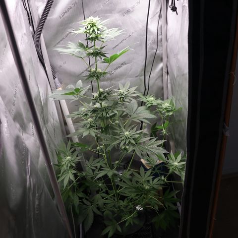 Hindu Kush growlog timeline photo
