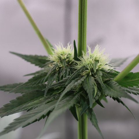 Hindu Kush growlog timeline photo