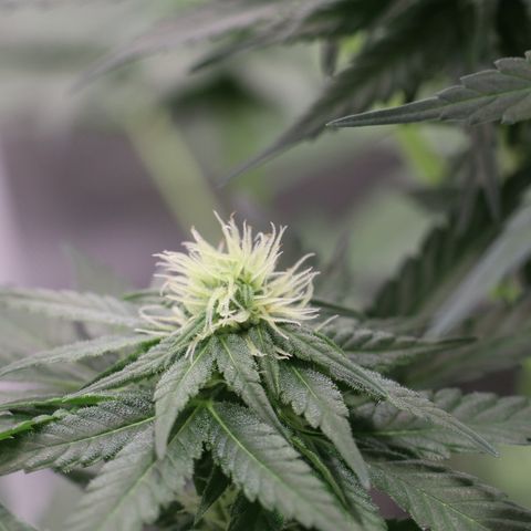 Hindu Kush growlog timeline photo