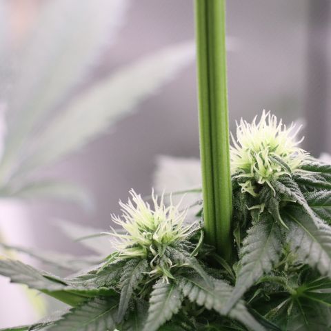 Hindu Kush growlog timeline photo