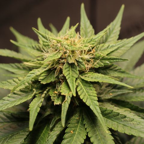 Hindu Kush growlog timeline photo