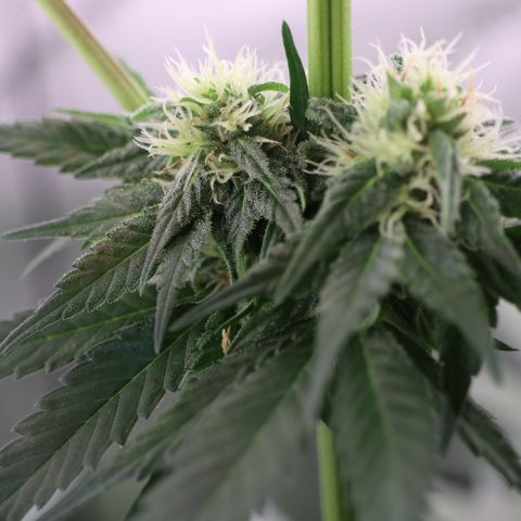 Hindu Kush growlog timeline photo