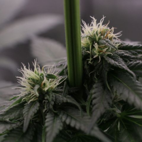 Hindu Kush growlog timeline photo