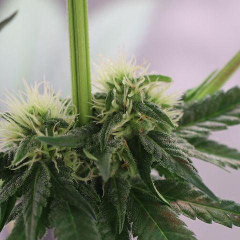 Hindu Kush growlog timeline photo