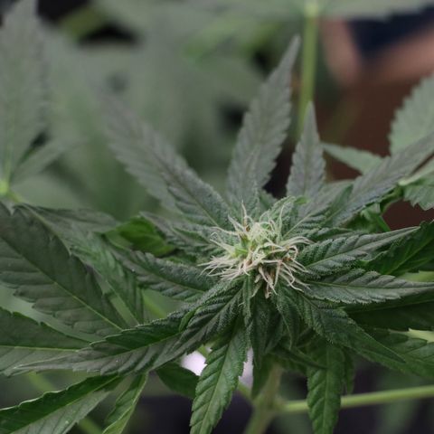 Hindu Kush growlog timeline photo