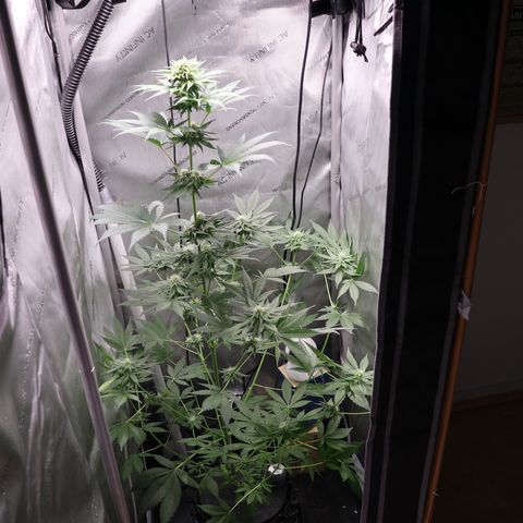 Hindu Kush growlog timeline photo
