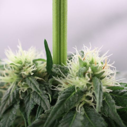 Hindu Kush growlog timeline photo