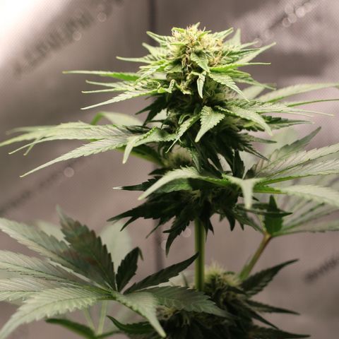 Hindu Kush growlog timeline photo