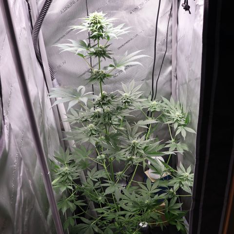 Hindu Kush growlog timeline photo