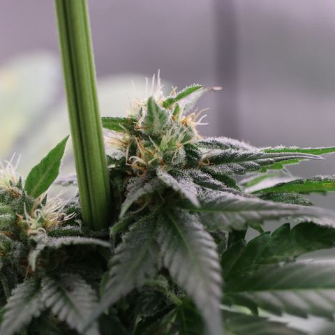 Hindu Kush growlog timeline photo