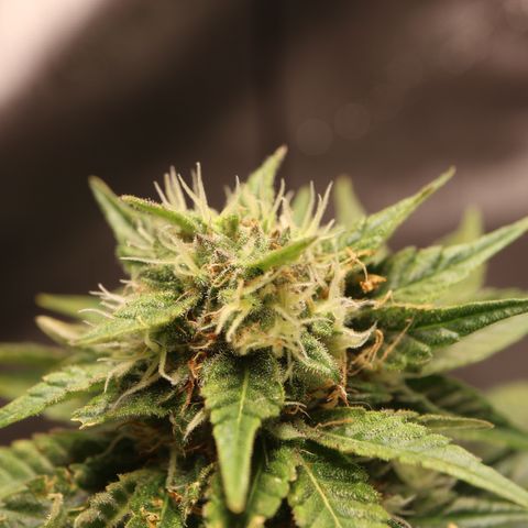 Hindu Kush growlog timeline photo