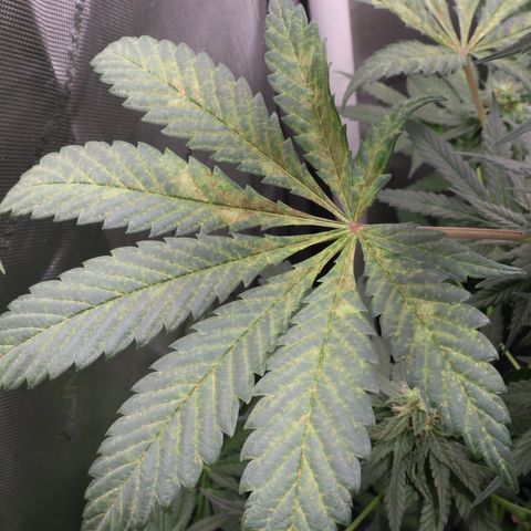 Hindu Kush growlog timeline photo