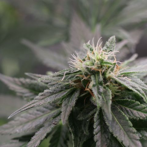 Hindu Kush growlog timeline photo