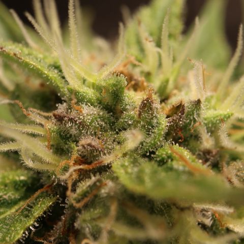 Hindu Kush growlog timeline photo