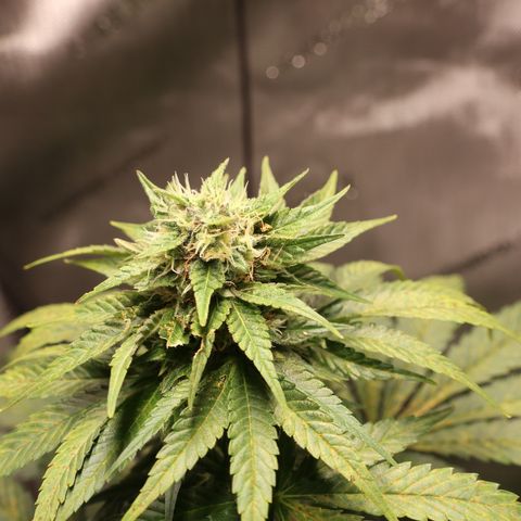 Hindu Kush growlog timeline photo