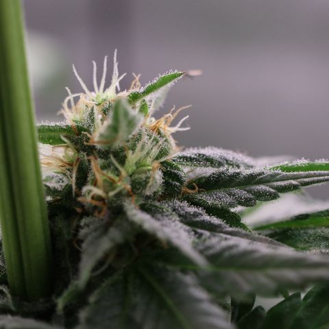 Hindu Kush growlog timeline photo