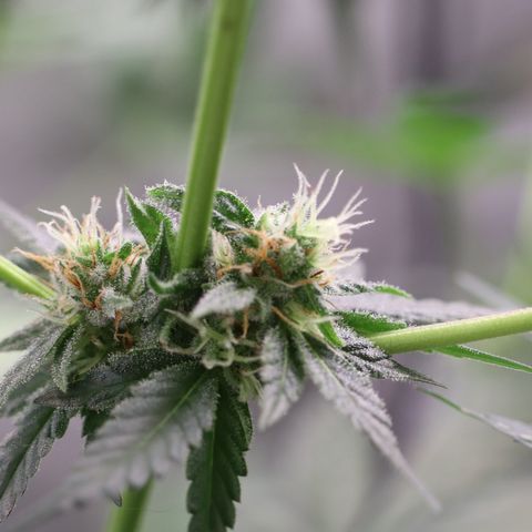 Hindu Kush growlog timeline photo