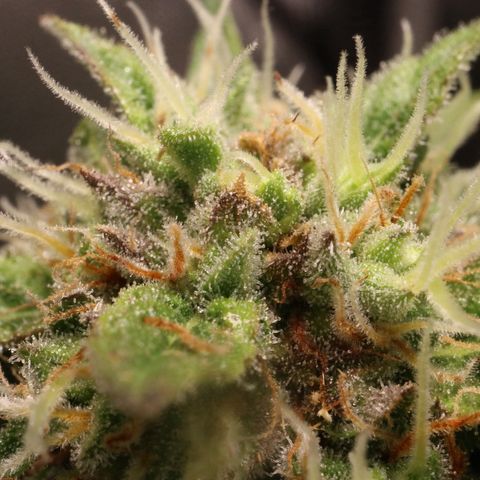 Hindu Kush growlog timeline photo