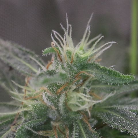 Hindu Kush growlog timeline photo