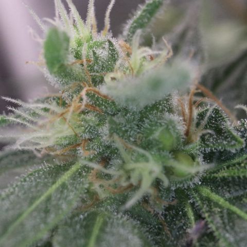 Hindu Kush growlog timeline photo