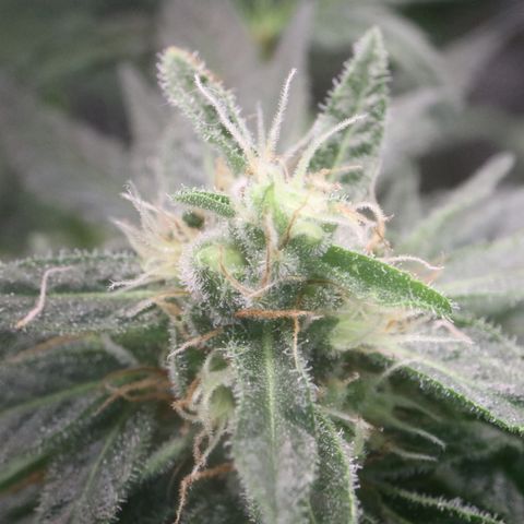 Hindu Kush growlog timeline photo