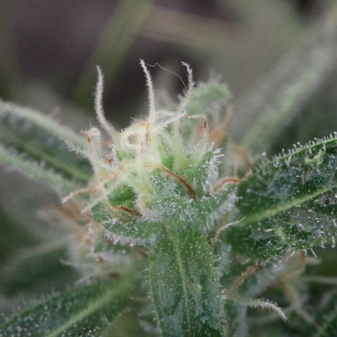 Hindu Kush growlog timeline photo