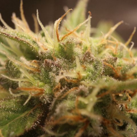 Hindu Kush growlog timeline photo