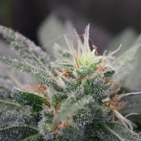 Hindu Kush growlog timeline photo