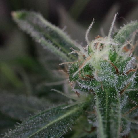 Hindu Kush growlog timeline photo