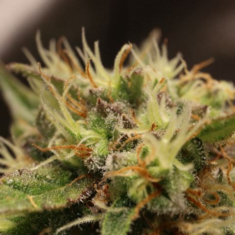 Hindu Kush growlog timeline photo