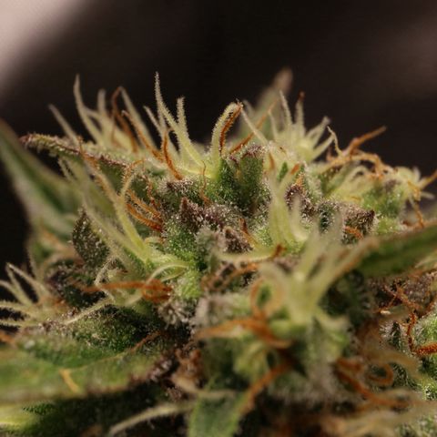 Hindu Kush growlog timeline photo